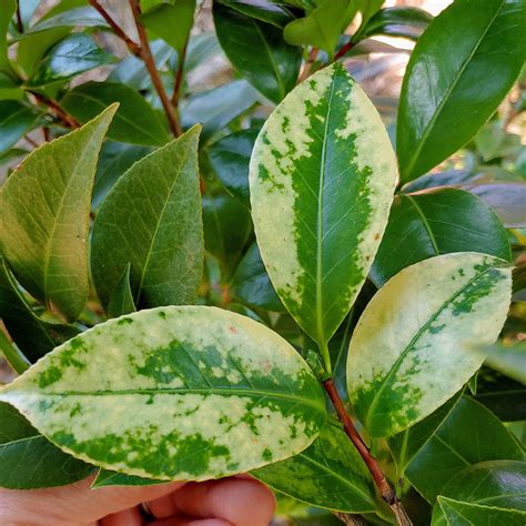 sasanqua camellia diseases leaves